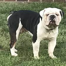 olde english bulldogge puppies and dogs