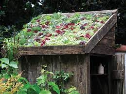Green Roof Sheds Quickly Come Alive In