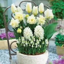 White Spring Bulbs For Outdoor Pots Tubs