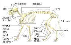 The second largest bone in physique is the tibia, additionally known as the shinbone. Cat Cat Skeleton Anatomy Labeled