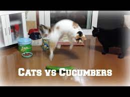 cats and cubers compilation you