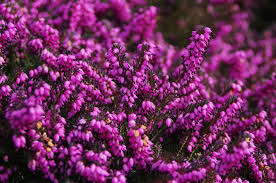 We may earn commission on some of the items you choose to buy. 12 Colourful Plants For Winter Gardens My Weekly