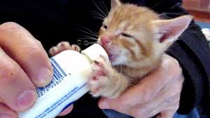 No matter the case, you'll want to exercise caution and follow these six tips for safely bottle feeding kittens. Bottle Fed Foster Kitten Kneads His Milk Youtube