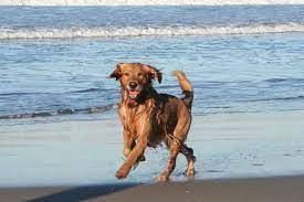 friendly dogs n newport rhode island