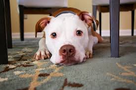 quickly remedy a pet stain on your carpet