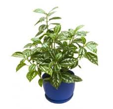a z list of house plants common and