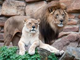 The lion is one of the largest, strongest and powerful felines in the world, second only in size to the incredible lion facts! Curious Kids I Would Like To Know Why Man Lions Have Manes And Lady Lions Don T