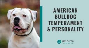 american bulldog rament personality