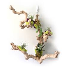succulents and driftwood air plant kits