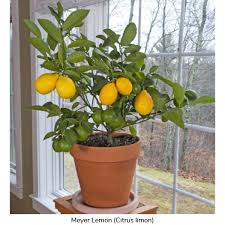 15 Citrus Trees Perfect For Growing In