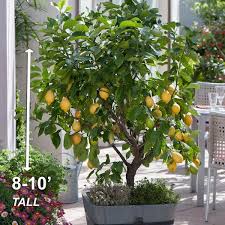 Garden State Bulb Meyer Lemon Tree Live