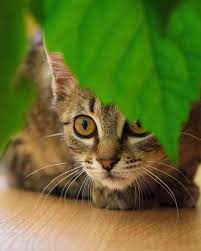 Plants That Are Toxic To Cats Memphis