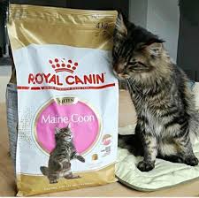 royal canin maine kitten 2kg