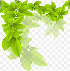 green leaves png images pngwing