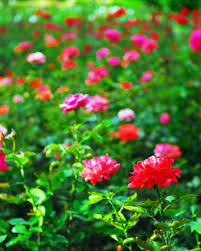 the perpetual rose garden garden