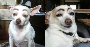 dogs with makeup eyebrows