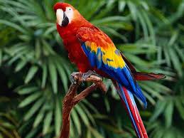 cute colorful bird hd wallpapers 84028