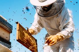 That said, do some research and planning before ordering your bees. What You Need To Know To Start Backyard Beekeeping Modern Farmer
