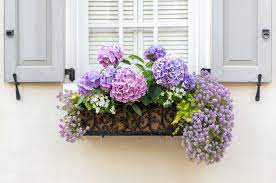 the best flowers for window bo