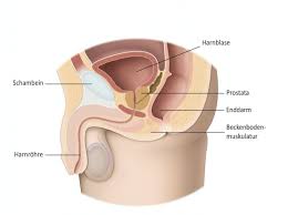 pelvic floor therapy for men