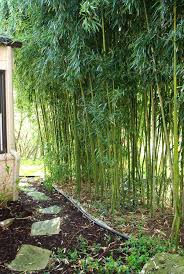Bamboo Control Consultation