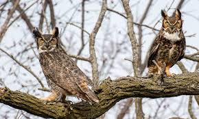 great horned owls make home in qca yard
