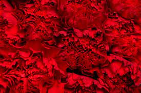 red flower background images free