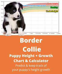 border collie height growth chart how