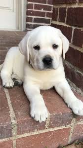 When you bring a puppy into your family, one of your key responsibilities is making sure they're healthy and stay that way. Find Out More On The Active Black Labrador Retriever Puppies Health Labradorofficial Lab Retriever Puppy Black Labrador Retriever Labrador Retriever Puppies