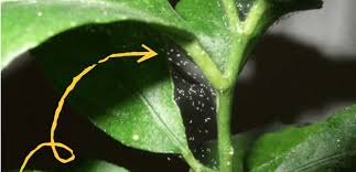 Naturally Defeat Spider Mites On Cannabis Plants