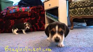 akc tiny miniature beagle mini puppy