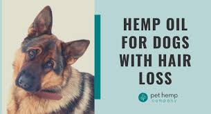 hemp oil for dogs with hair loss