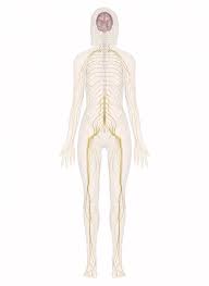 The peripheral nervous system includes nerves that go from your central nervous system out to all parts of your body. Nervous System Nervous System Anatomy Nervous System Diagram Human Body Organs