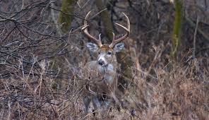 deer hunting ground blind