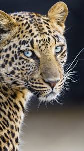 leopardess wallpaper 4k jaguar