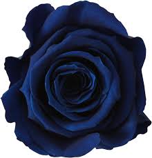 blue roses meaning history and symbolism