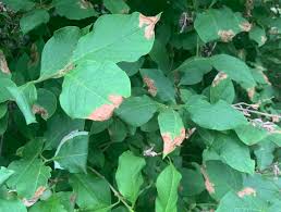Maybe you would like to learn more about one of these? Here S What S Going On With Those Blotchy Brown Spots On Your Lilac Bush Anchorage Daily News
