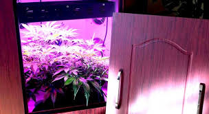 grow tent setup and maintenance guides