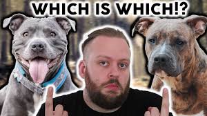 Find staffordshire bull terrier puppies and breeders in your area and helpful staffordshire bull terrier information. American Staffordshire Terrier Or Staffordshire Bull Terrier What S The Difference Youtube