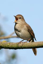 Then i suggest making the. Common Nightingale The Parody Wiki Fandom