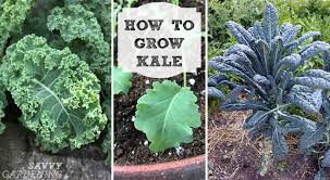 how to grow kale planting pest
