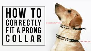 How To Correctly Fit A Prong Collar