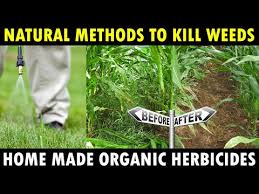 organic herbicides for farming
