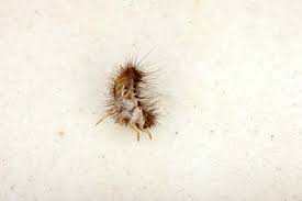 However they are far from harmless. What Do Carpet Beetles Look Like Identify Carpet Beetles