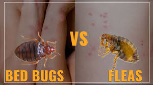 flea bites vs bed bug bites key