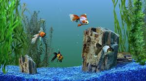 fish and aquariums hd wallpapers