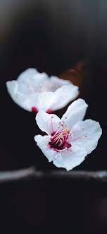 white flowers dark background 4k phone