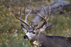 Across this vast range, mule deer behave very differently. Bear Kelly Hunts A 215 Inch Mule Deer With A Bow Mossy Oak