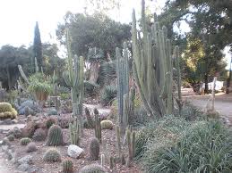File Arizona Cactus Garden 007 Jpg