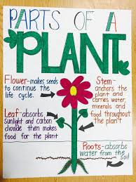 Parts Of A Plant Anchor Chart Anchor Charts Parts Of A